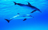 China's gross ocean product up 6.3 pct in Jan.-Sept.