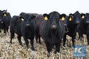 Interview: Uruguayan beef seeks to boost its brand in China, industry insider says