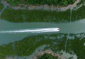 China's forestry industry posts continuous expansion: official