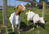 China imports about 1,500 breeding goats from Australia