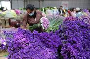 Auctioned transaction at Kunming flower market up 2.9 pct