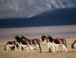 China's Tibet pilots healthcare, green tourism bases 