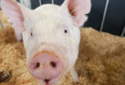 China's commodity exchange to start trading hog futures on Jan. 8