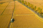 China reaps bumper 2020 harvest with grain output up 0.9 pct
