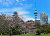 Chinese FM calls for new growth areas for China-New Zealand cooperation