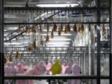 China imposes import ban on French poultry over bird flu outbreak