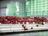 Interview: Argentine cherry exports grow alongside China's economic recovery