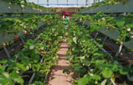 China to promote agricultural sci-tech innovation over next five years
