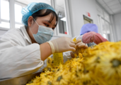 Xinhua Commentary: China sheds light on global poverty eradication