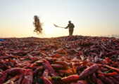 China imports first dried chili peppers from Africa