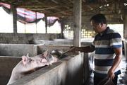 China intensifies efforts to ease fluctuations in hog market
