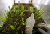 China Focus: Innovation fuels China's seed industry