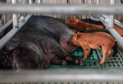 China's pork prices fall in September