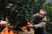 Fresh fruits from SW China exported to Singapore via cargo flight 