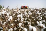 China's cotton output slightly down in 2021