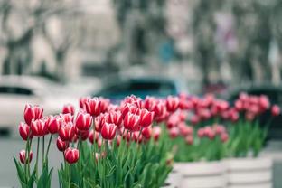 Tulip flora expo brings "first sight of spring" in Jing'an, E. China's Shanghai