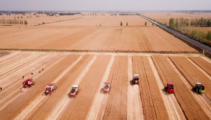 China sees growth in summer grain harvest