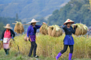 View of harvest across China