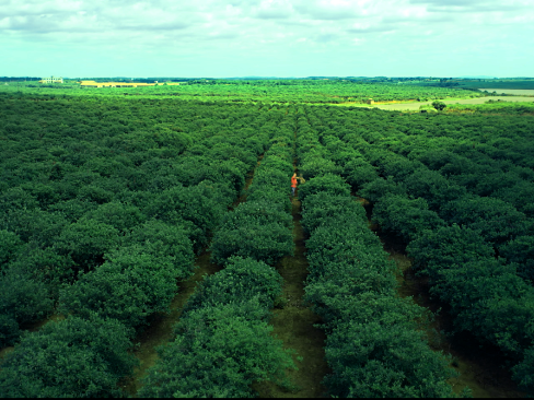 E. China Jiangxi Yichun's TCM industry revenue reaches RMB113.6 bln in 2019