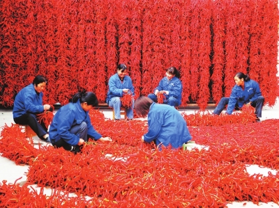 河西走廊的特色农产品红辣椒。
