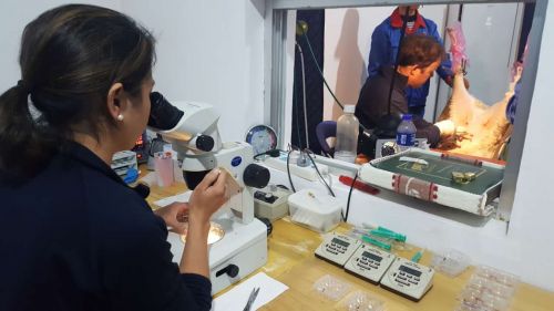 澳洲白胚胎移植实操与现场观摩培训研讨会