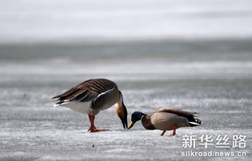 中俄界湖迎“鸟汛”
