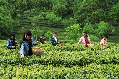 农行支持的文县茶农采摘明前茶