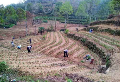 农行支持的康县农民种植中药材