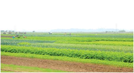 澄迈县广大农户种植常年瓜菜发家致富,鼓足钱袋子。王婉佳 摄