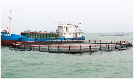 临高县除了取得渔业养殖科学技术的新突破外,也大力支持神农大丰种业、天能电力等企业立项,实施水稻制种、能源电力等领域科学研究,同时也取得了新品种、新技术的新突破新成就。图为4月12日,临高后水湾渔业生产基地。 王小亮 摄