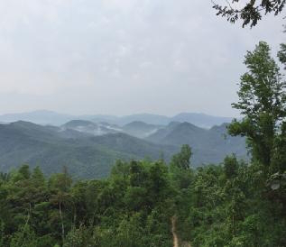 南开乡野生采蜜点丁铭文王棣摄