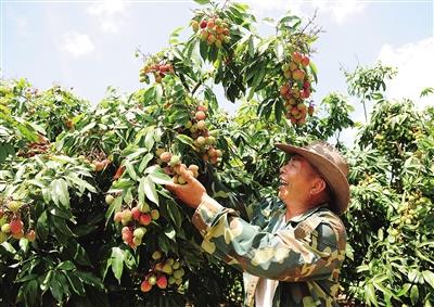 澄迈&ldquo;妃子笑&rdquo;荔枝丰收在望，果农开心地笑了。 通讯员 王家专 摄