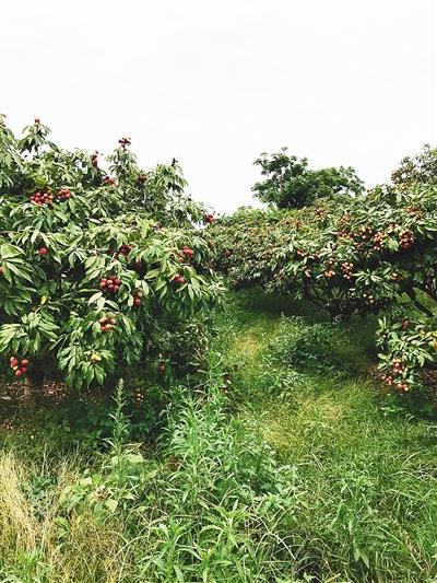 5月17日，临高金牌荔枝园内红果满枝头。来源：海南日报