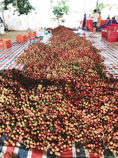 5月17日，正值丰收时节的生态荔枝被采摘下来，堆成了小山。来源：海南日报