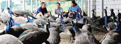 王泽森(左)看好孔雀养殖前景。 海南日报记者 程范淦 通讯员 王家专 摄