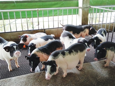 微信图片_20170602182803