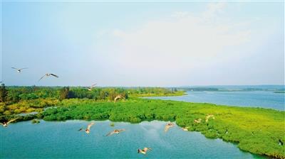 临高县新盈镇彩桥红树林风景如画. 曾红流 摄