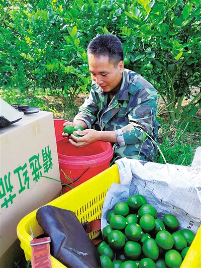 昌江农民杨林森在学习打包柠檬。 （资料照片）