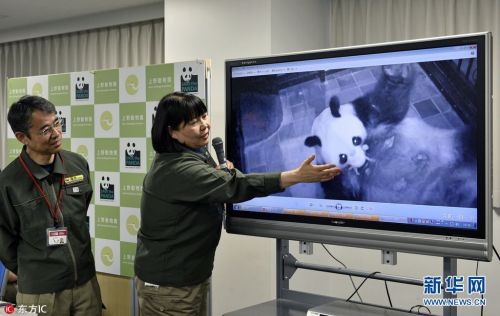 当地时间2017年6月12日，日本东京，上野动物园职员Mikako Kaneko指着屏幕上的新生小熊猫。据日本共同社6月12日报道，东京上野动物园称，雌性大熊猫“真真”12日中午11点52分产下了一只熊猫宝宝。目前尚不知性别。这是该动物园约5年来首次迎来熊猫宝宝的降生。