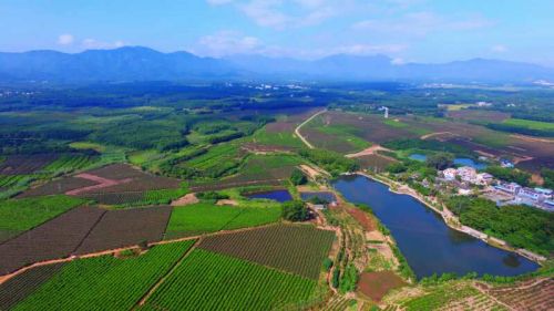 陨石坑绿茶产区。来源：白沙县委宣传部