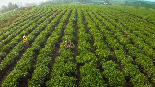 陨石坑绿茶产区2。来源：白沙县委宣传部