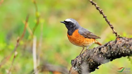 新疆喀纳斯景区“哺育”118种鸟类