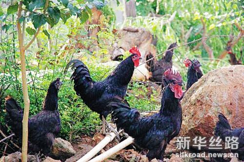 3042792_hnrbtp2_1499865868461_s