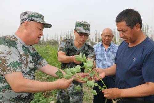 图二为检查组和连队干部认真检查棉苗长势和防虫情况