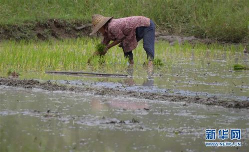 7月13日，中廖村村民在田里插秧。近日，海南省三亚市吉阳区中廖村村民抓紧农时整地、插秧，田间一派繁忙景象。 新华社记者 杨冠宇 摄