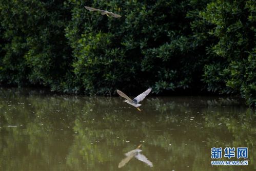 7月14日，两只苍鹭在三亚河上飞翔。当日，在海南省三亚市三亚河边的红树林附近，几只苍鹭捕食嬉戏，尽享夏日时光。 新华社记者杨冠宇摄