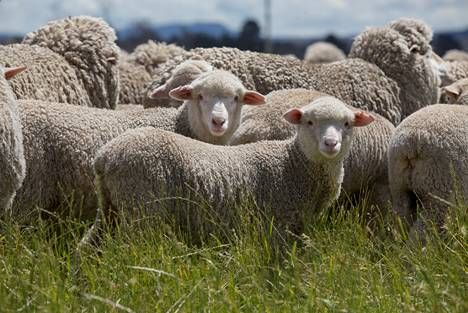 澳大利亚羊毛