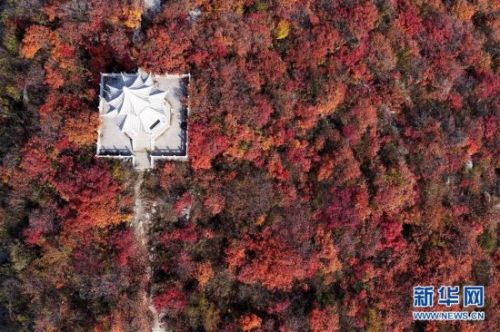 #（美丽中国）（1）河北沙河：红叶染太行 秋景美如画