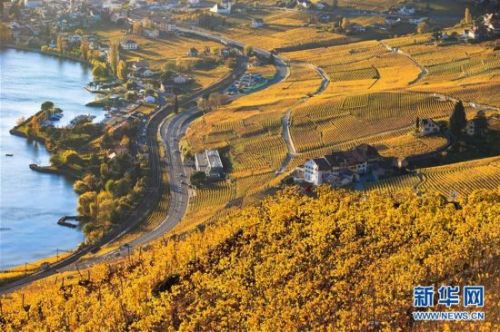 （国际）（1）瑞士拉沃葡萄园深秋景色迷人