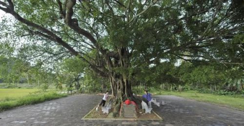 图贴睦尔和定安娘子青梅种下的爱情树 图片来源于网络